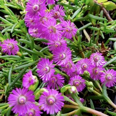 Pigface Pink Clusters x 1 Succulents Groundcover Plants Flowering Hanging Baskets Rockery Pots Hardy Drought Frost Mesembryanthemum